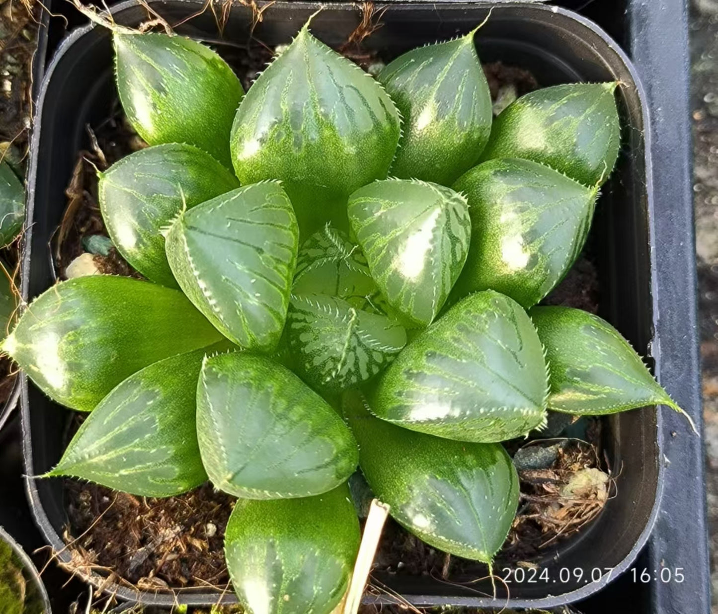 13151 ハオルチア 三仙寿