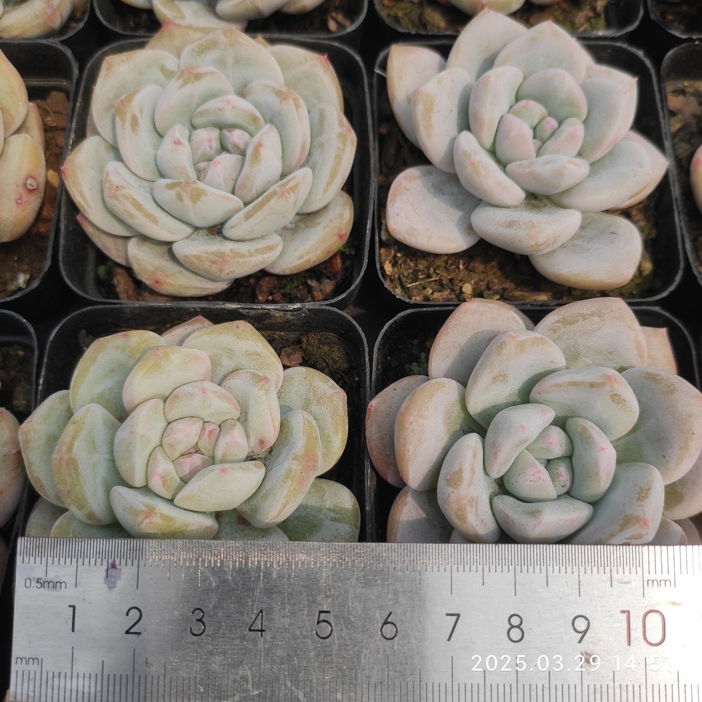 MMT693 サンガ(7cm pot)