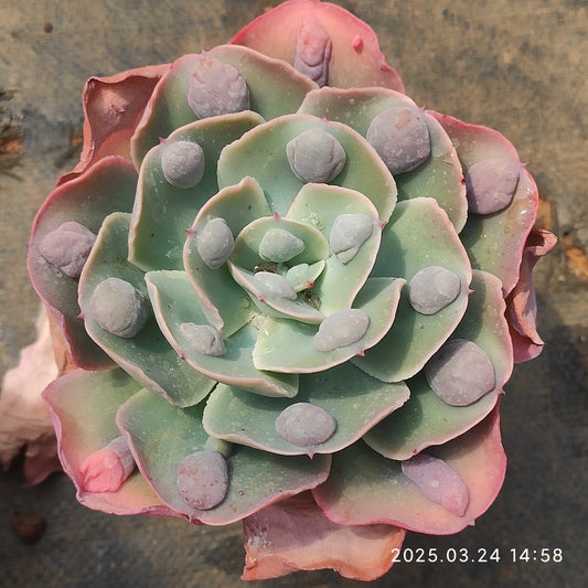 MMY762 ガーデン・バンガロー（12.5cm pot）