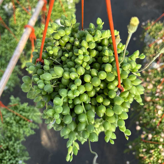 26015 ストリング　オブ　レーンドロプス