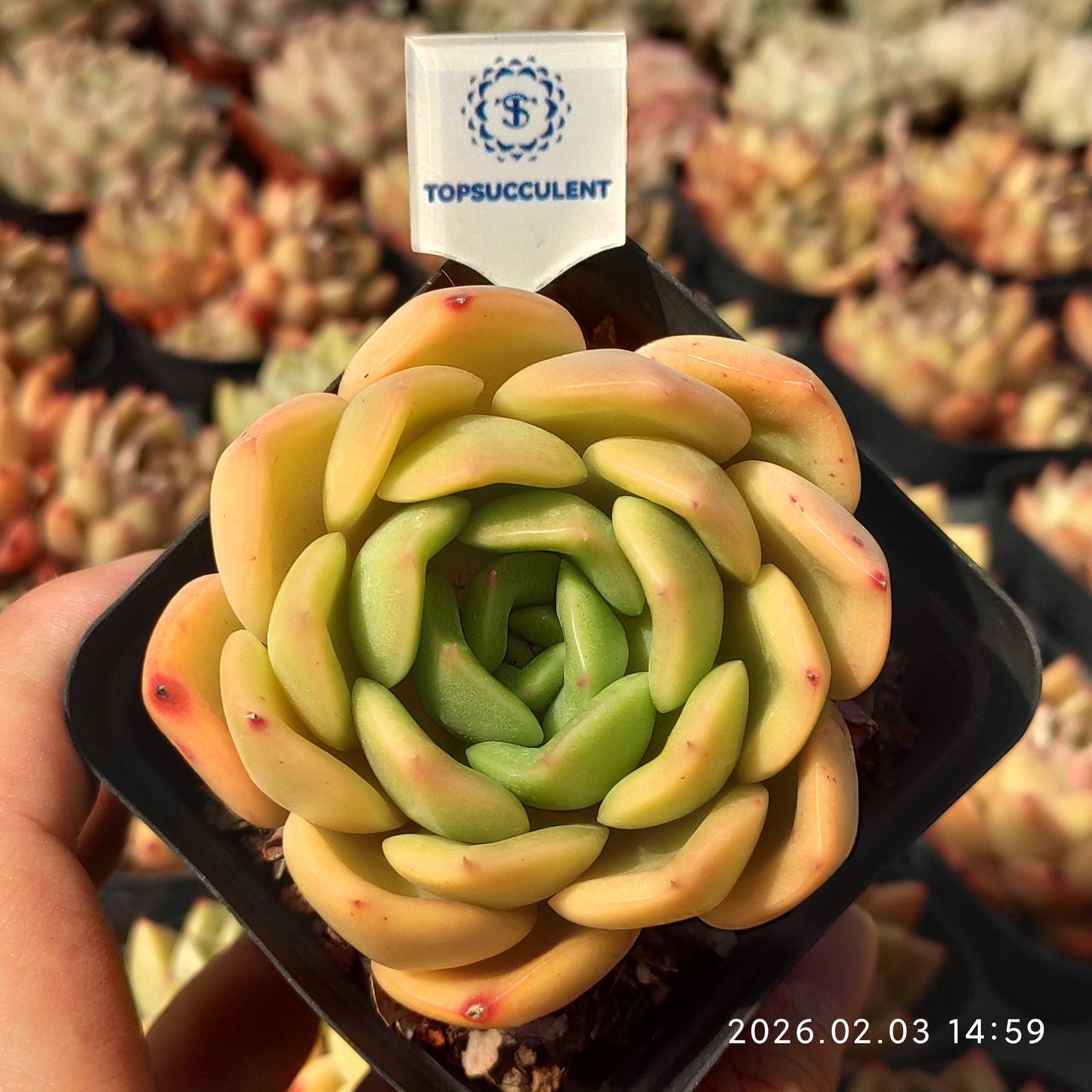 25692 ゴールド リーフ