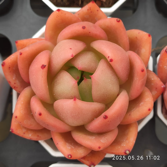 LMM151 アンコール(7cm pot)