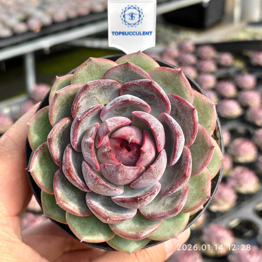 20056 チーズブルーベリー