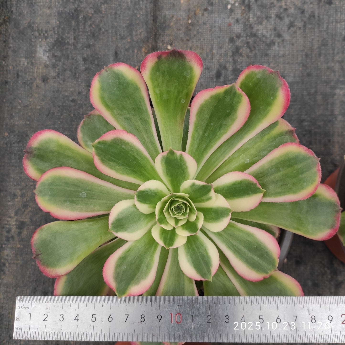 THEH032 アエオニウム　ゴージャス（12cm pot）