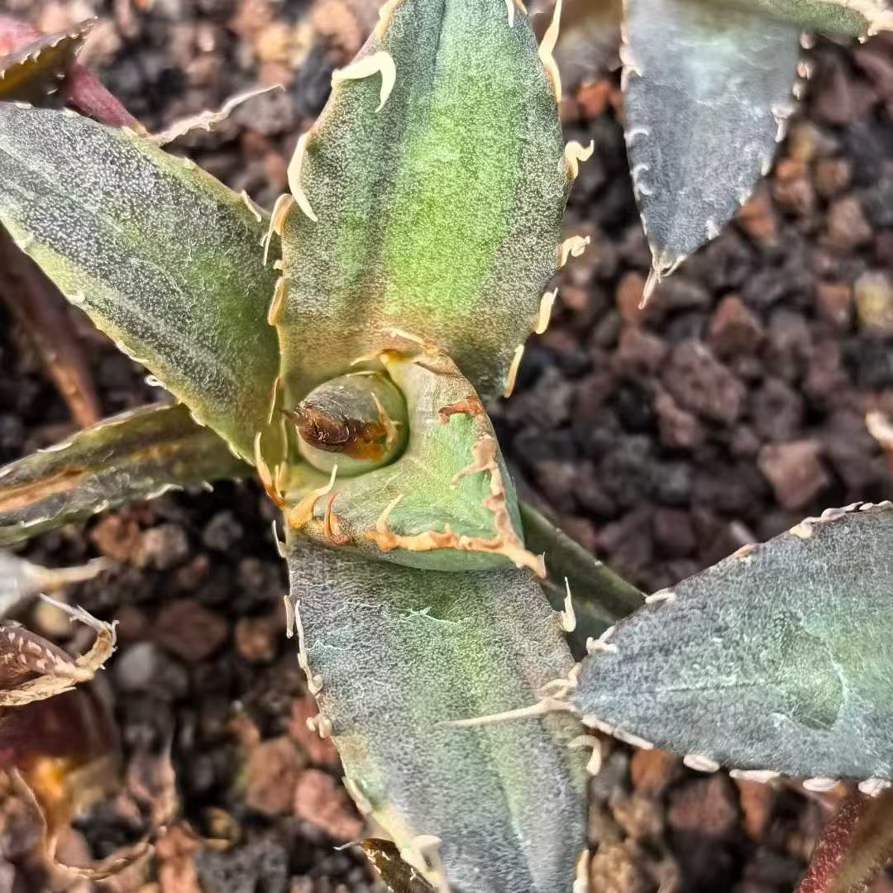 24292 バサーカー