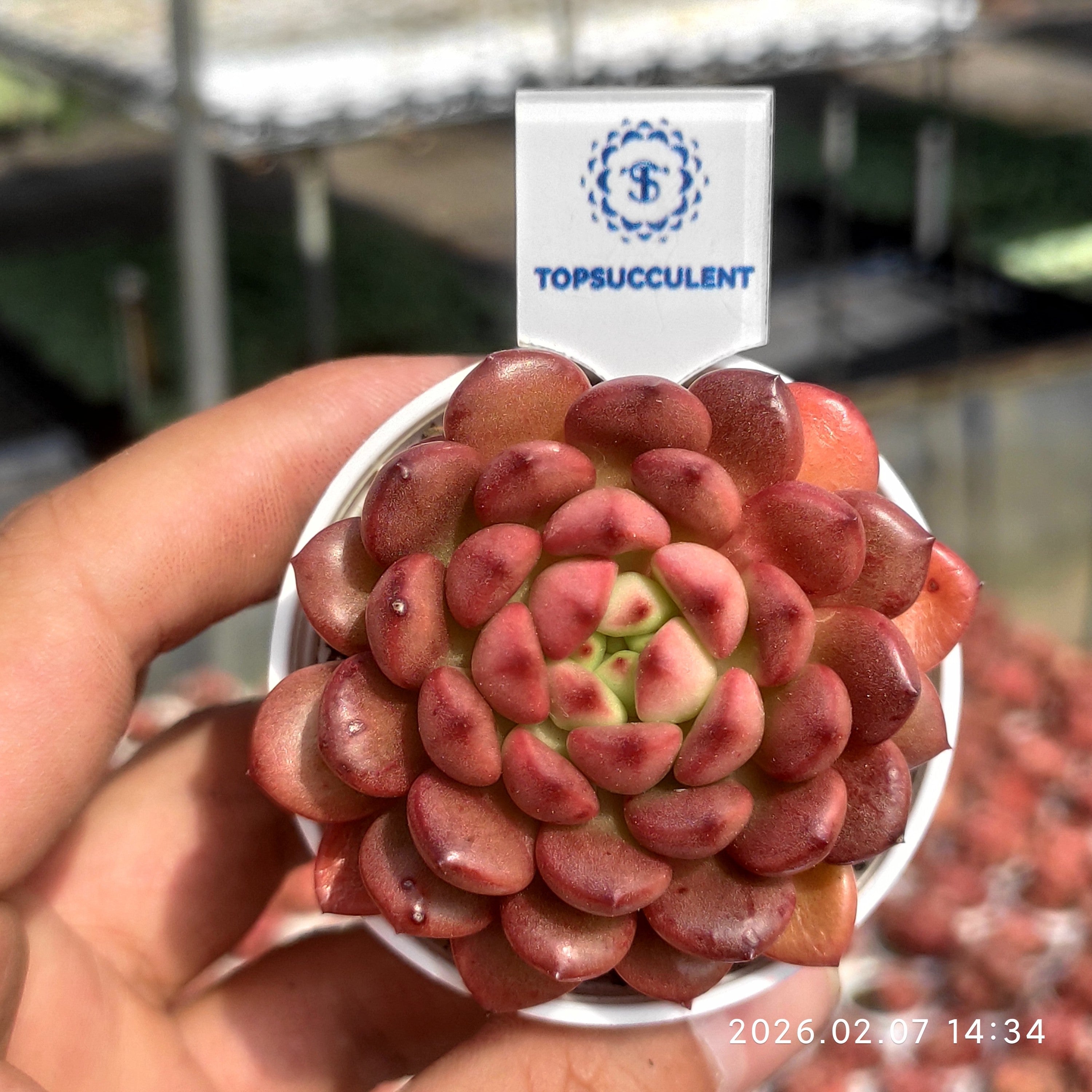Top【選抜株】多肉植物　22564ブルーラバー　9個　鉢無し/脱土 Top 多肉植物 0710-WKQ-004 Echeveria Blue Dragon エケベリア