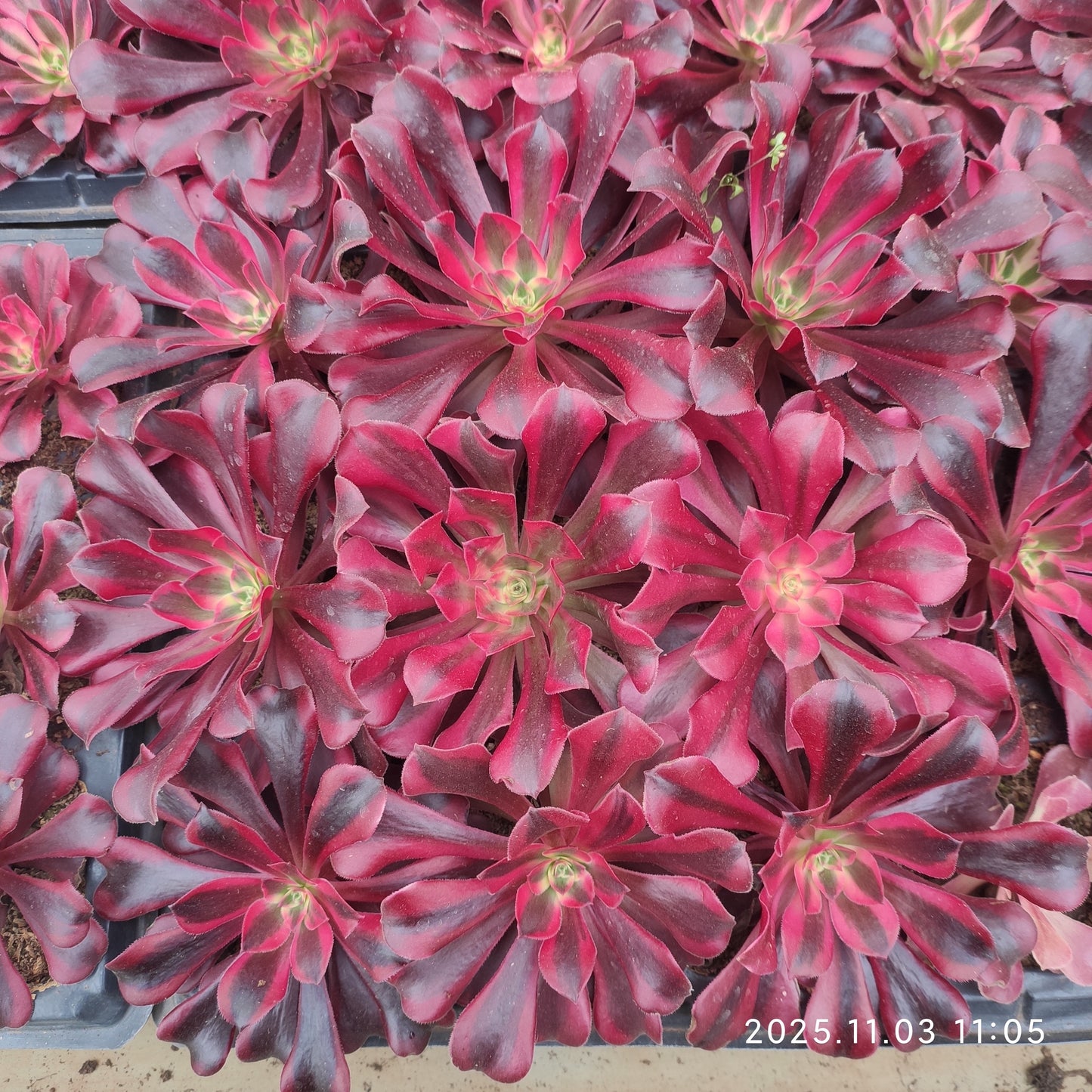 3465 メデューサ（9cm pot）