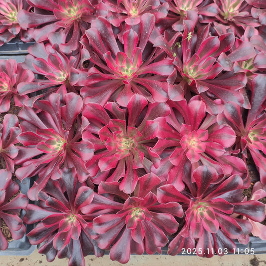 3465 メデューサ（9cm pot）