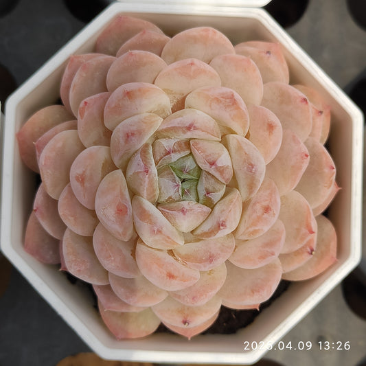 YBB204 アイスグレープ（7cm pot）