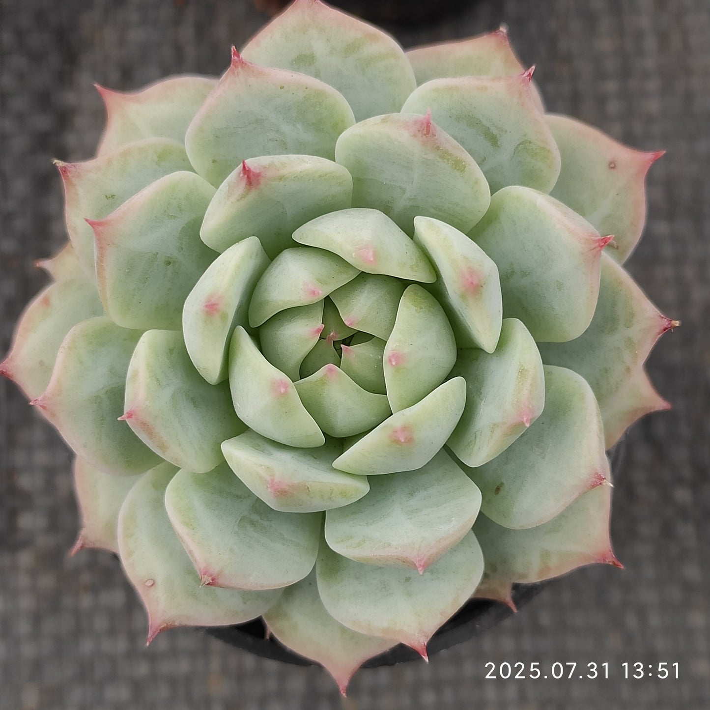 MMT100 ティッピー（5.5cm pot）