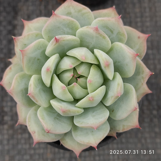 MMT100 ティッピー（5.5cm pot）