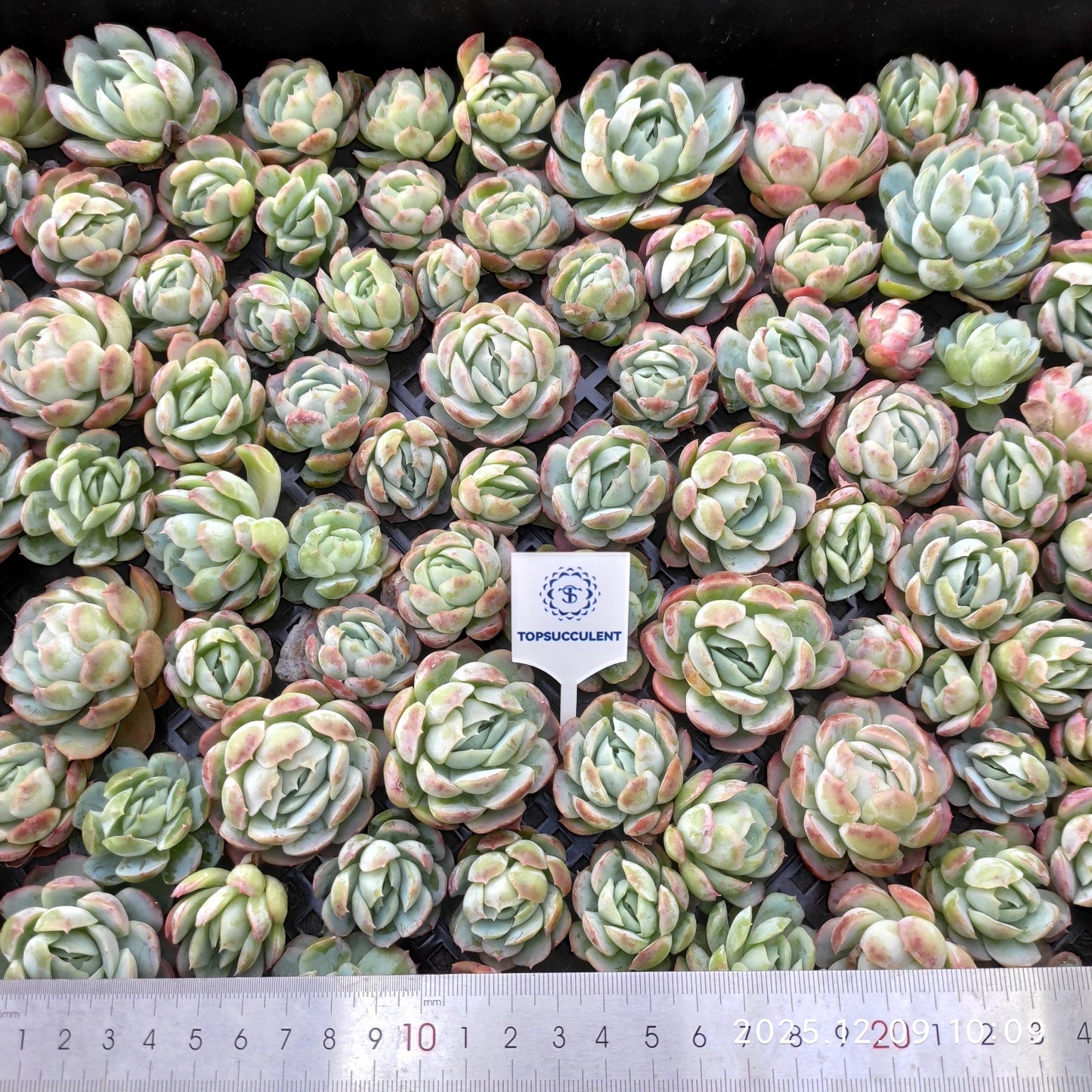 220750 ベリー（カット苗）