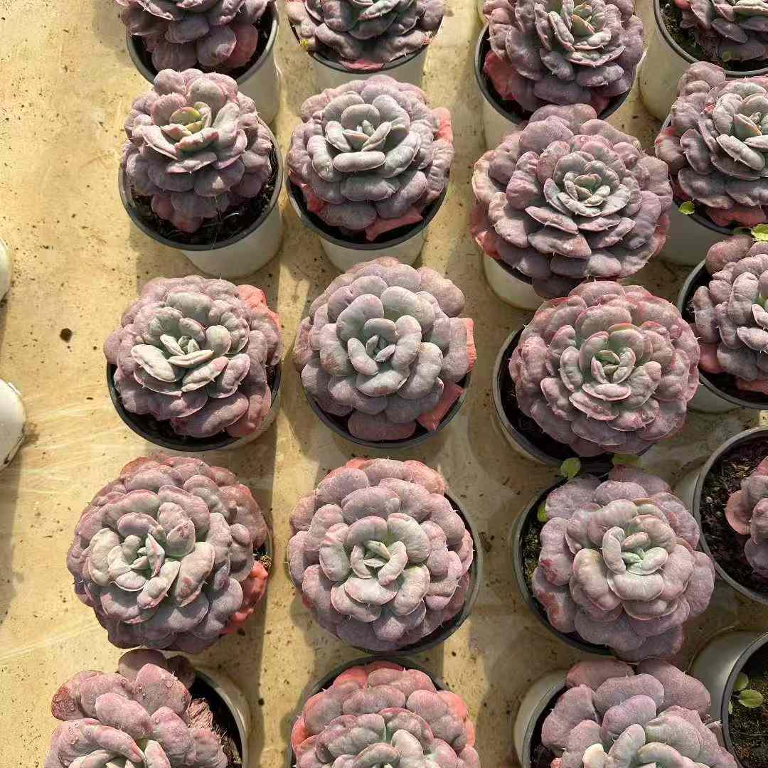 25760 ハートディライト