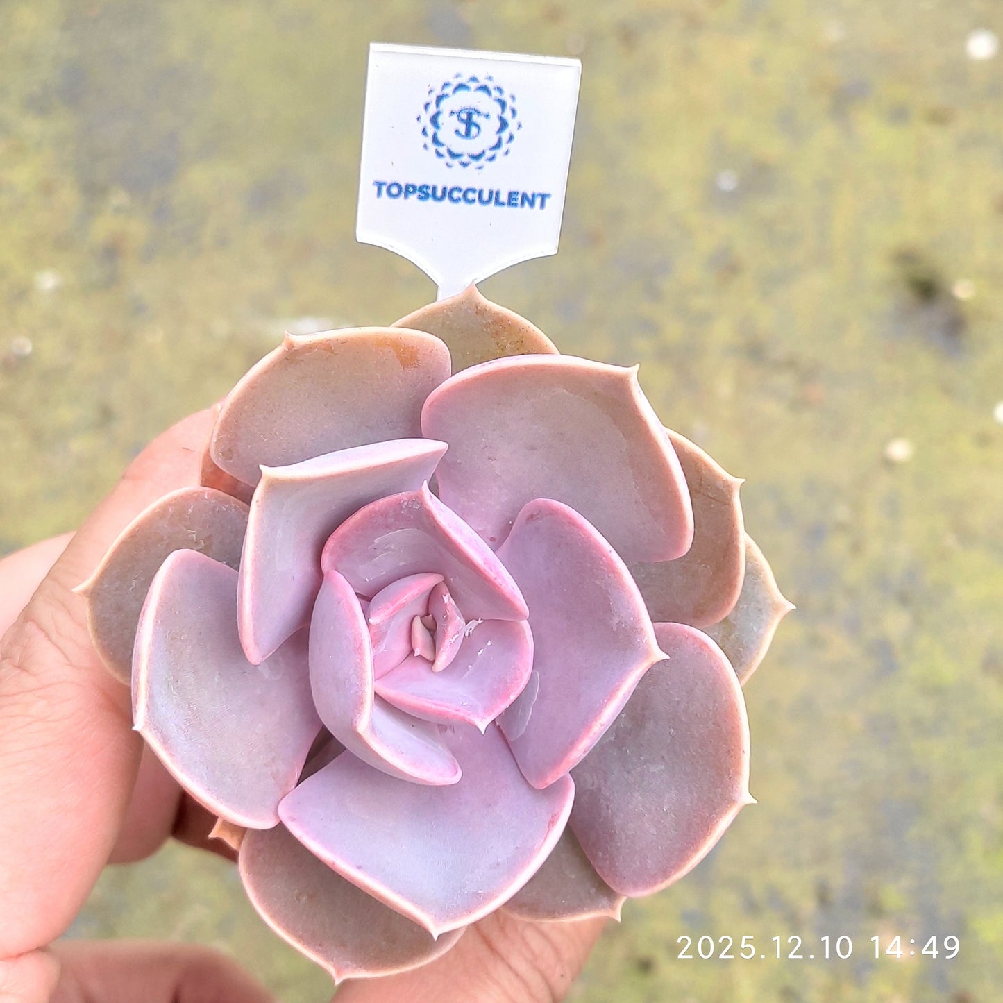 23341 パールフォンニュルンベルグ（5.5cm pot）