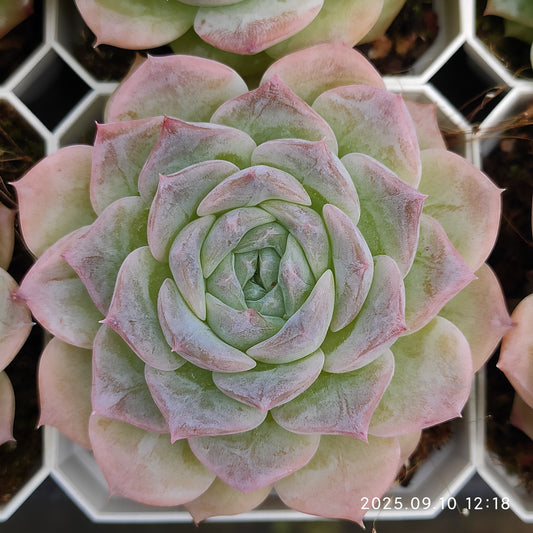 HG056 マルガン x ピュア ラブ（7cm pot）