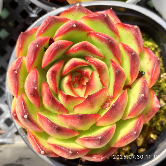 QN431 レッドモラン(9cm pot)