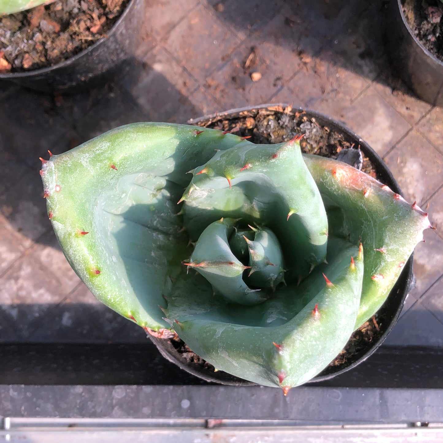 TPKM001 金元宝(キムウォンボ)（10cm pot）