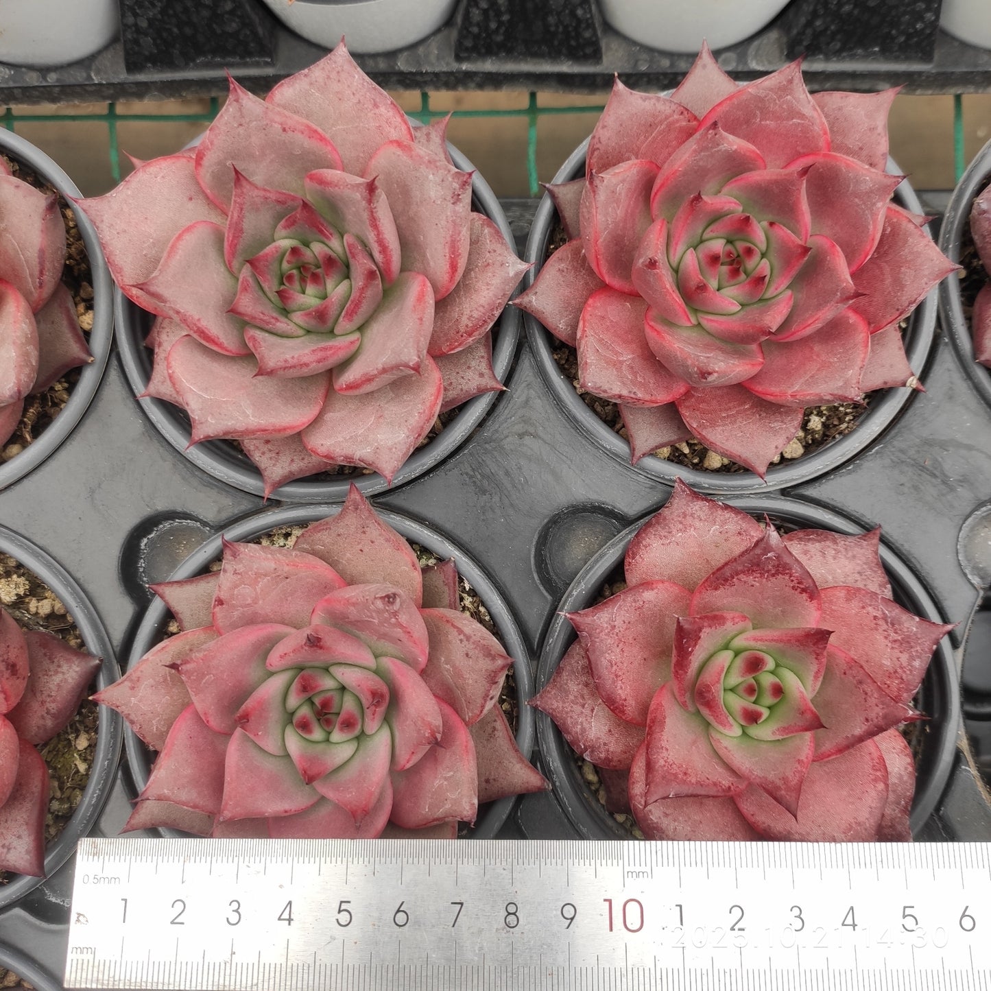 MMY1359 ロメオ（9cm pot）