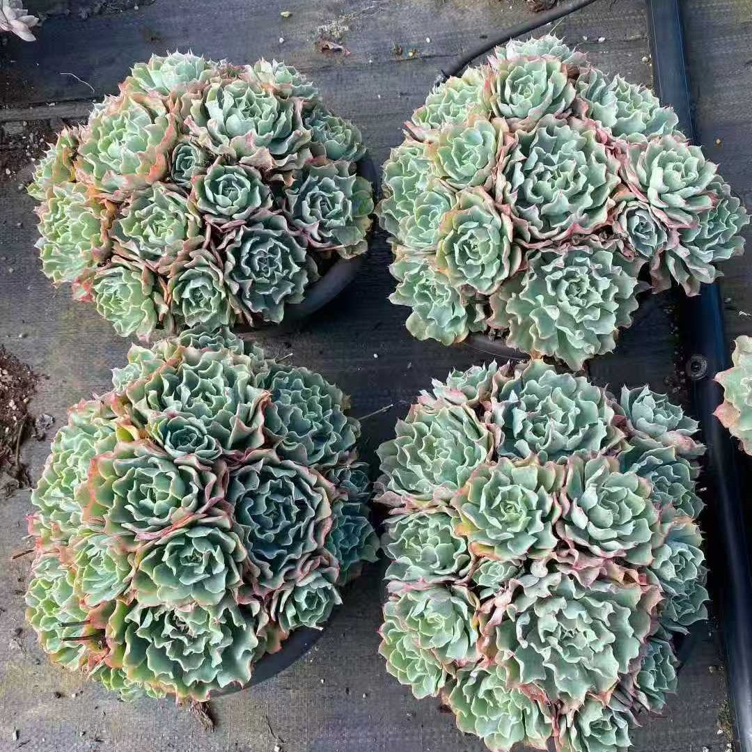 22007 ツーナーミー（23cm pot）