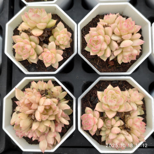 21569 レッドクィーン（7cm pot）