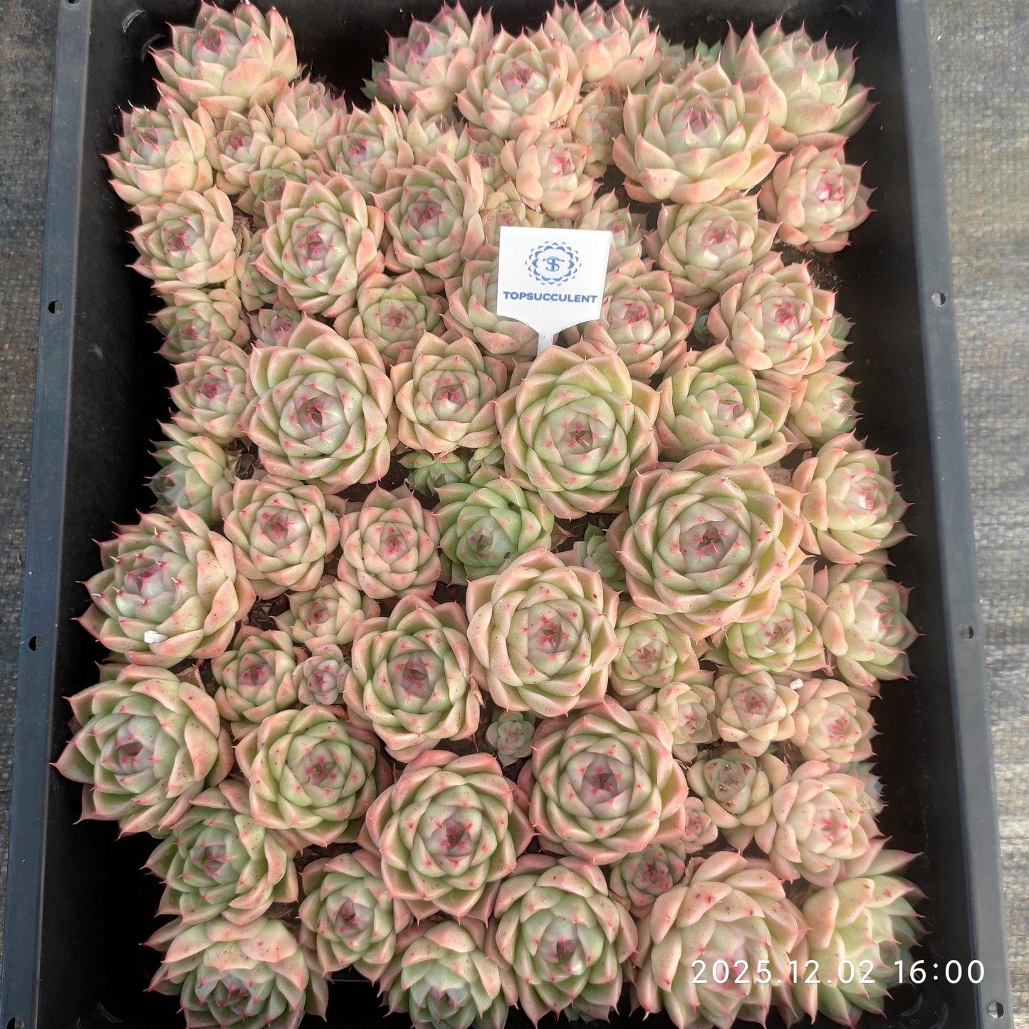 23060 マルギャンHyb（ポット苗）