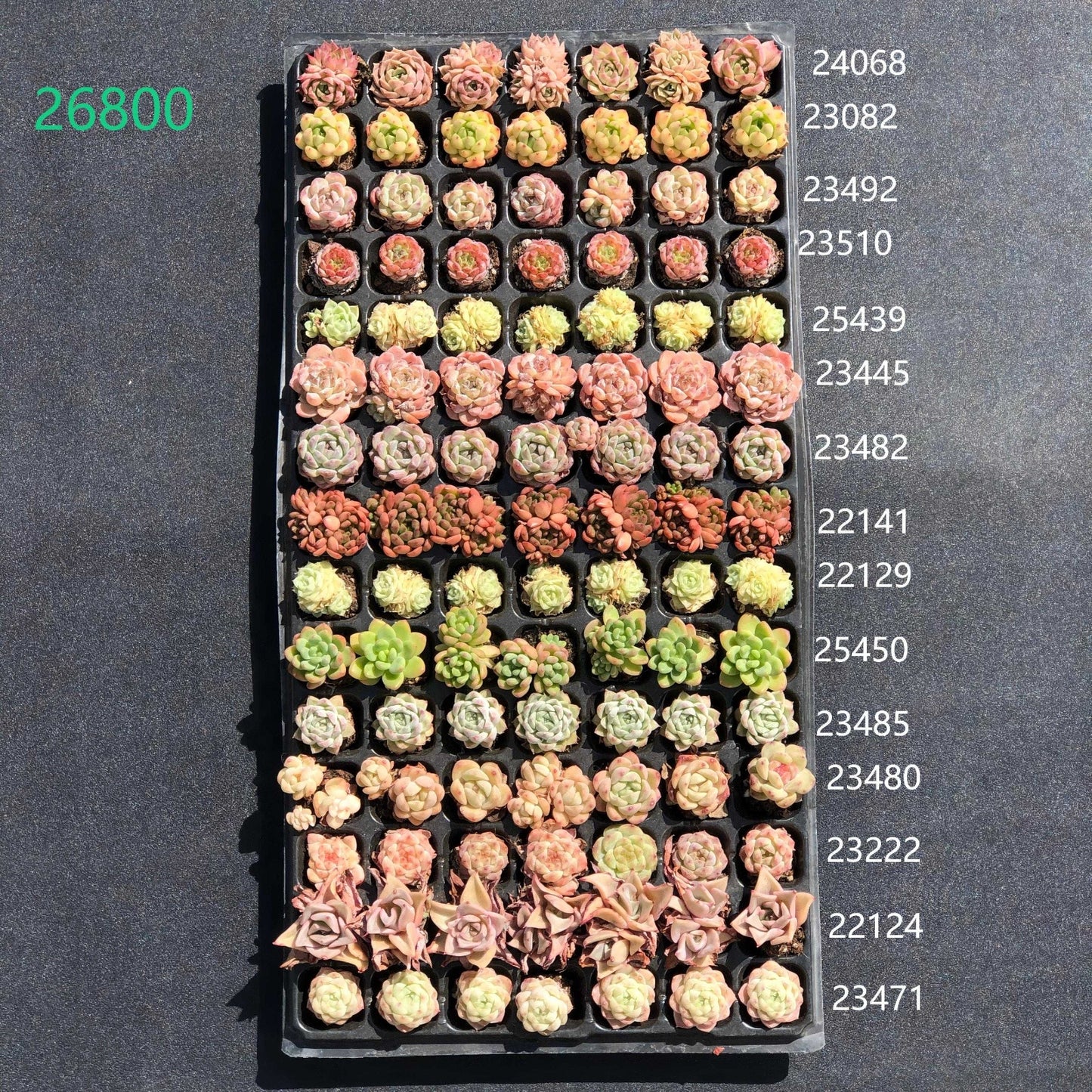 26800 105穴鍼灸プレートの組み合わせ 32