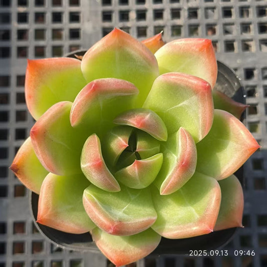 GR340 ブルードラゴン Hyb（6.5cm pot）