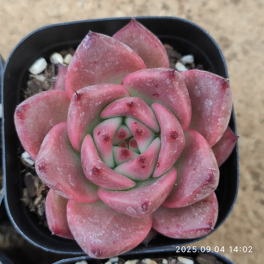 MMY990 ロカ（6.3cm pot）