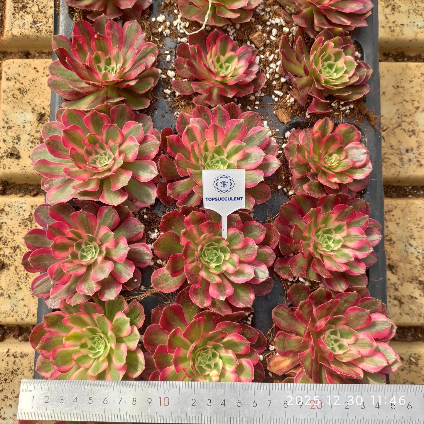 24051 クラウド・ロータス