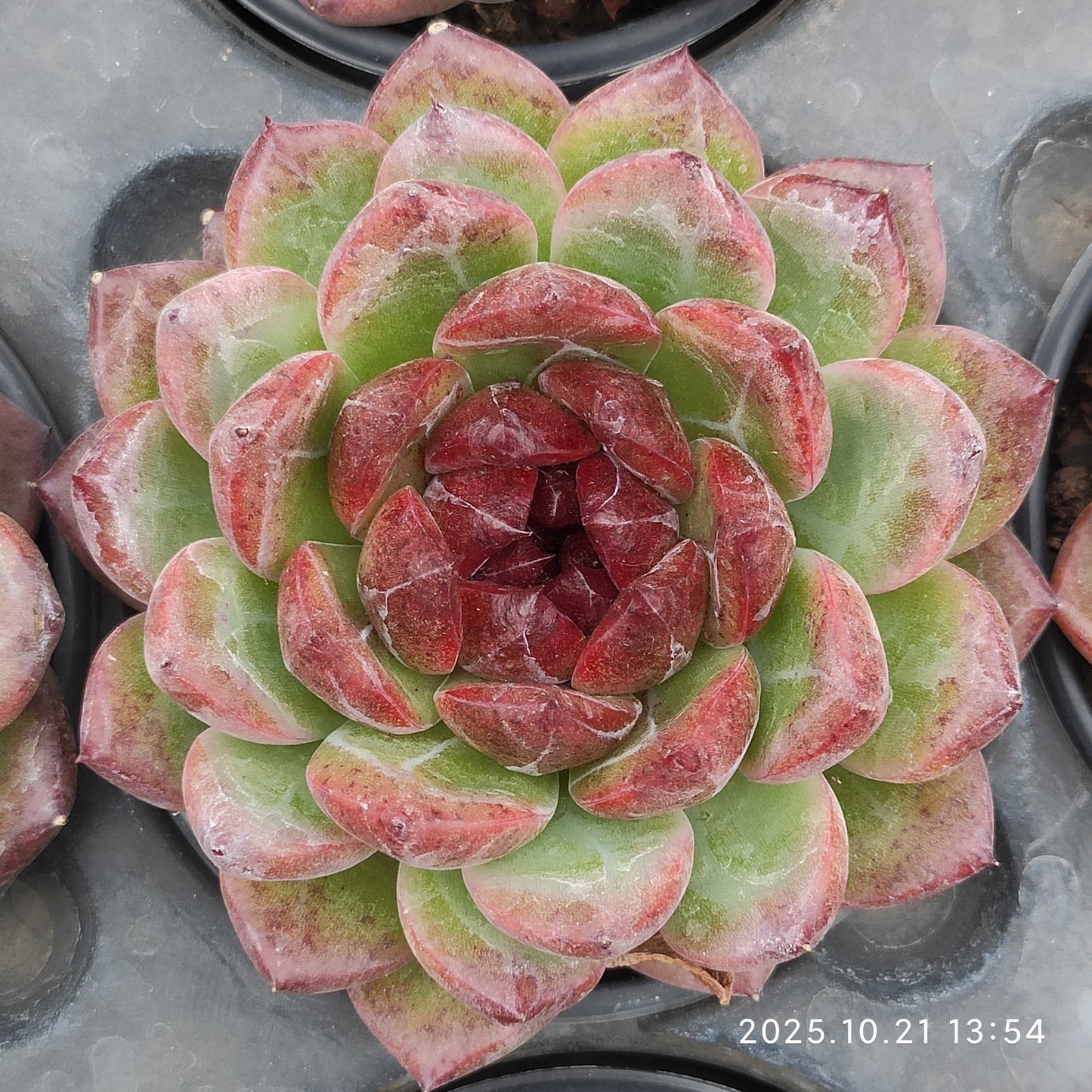 MMY1018 ディープ　フォレスト（9cm pot）