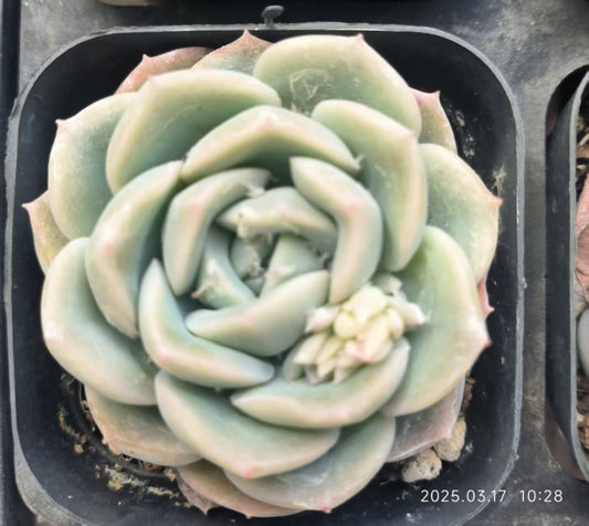 KD027 スリョン（6.5cm）