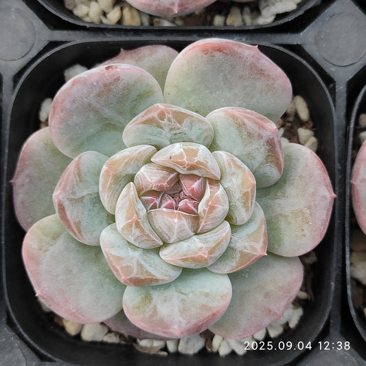 MMY967 キャンディハート2009（5.5cm pot）