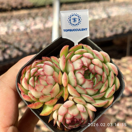 25668 ドリームローズ