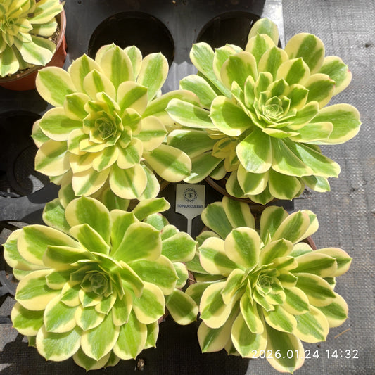 23309 アエオニウム　マバハ