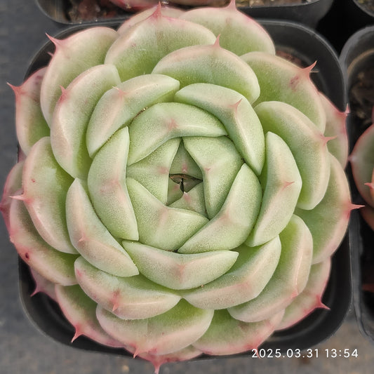 DWZ166 ファットマン (6cm pot)