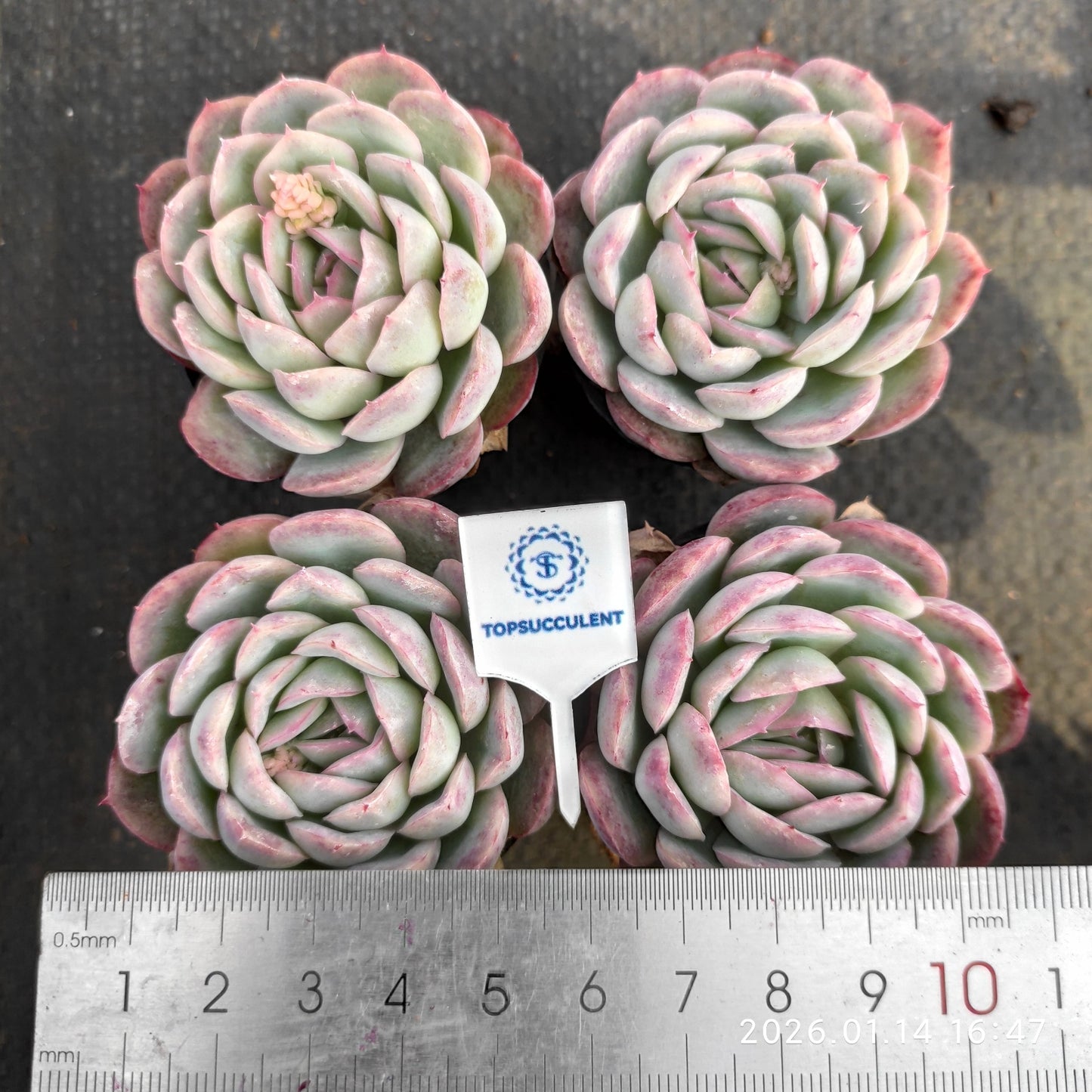 19250 ストロベリー　アイス