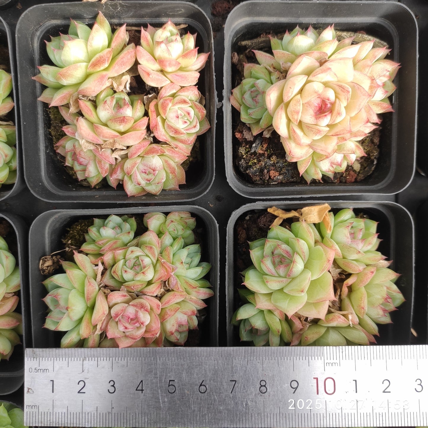 21283 クゥイサァドゥ（7cm pot）