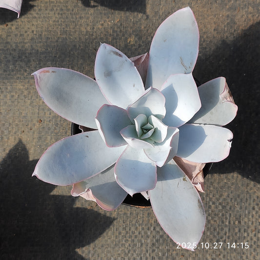 HG116 カンテ（9cm pot）