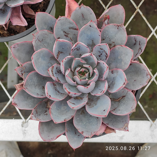 XY236 ヘラ（9cm pot)