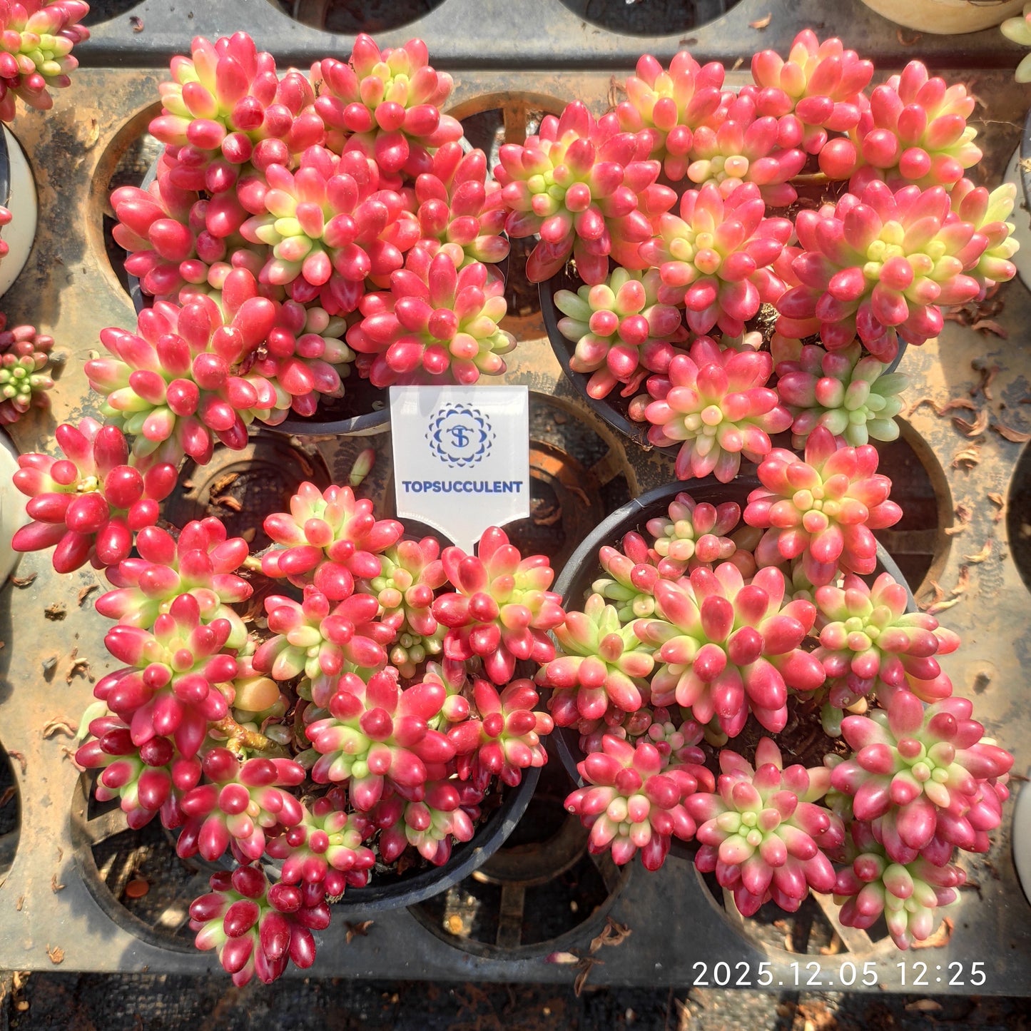 23175 クラウセン錦（9cm pot）