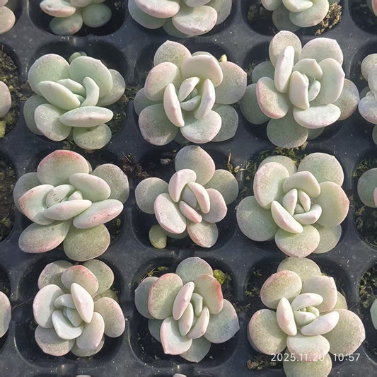 22421 ラウィ（3cm pot）（ポット苗）