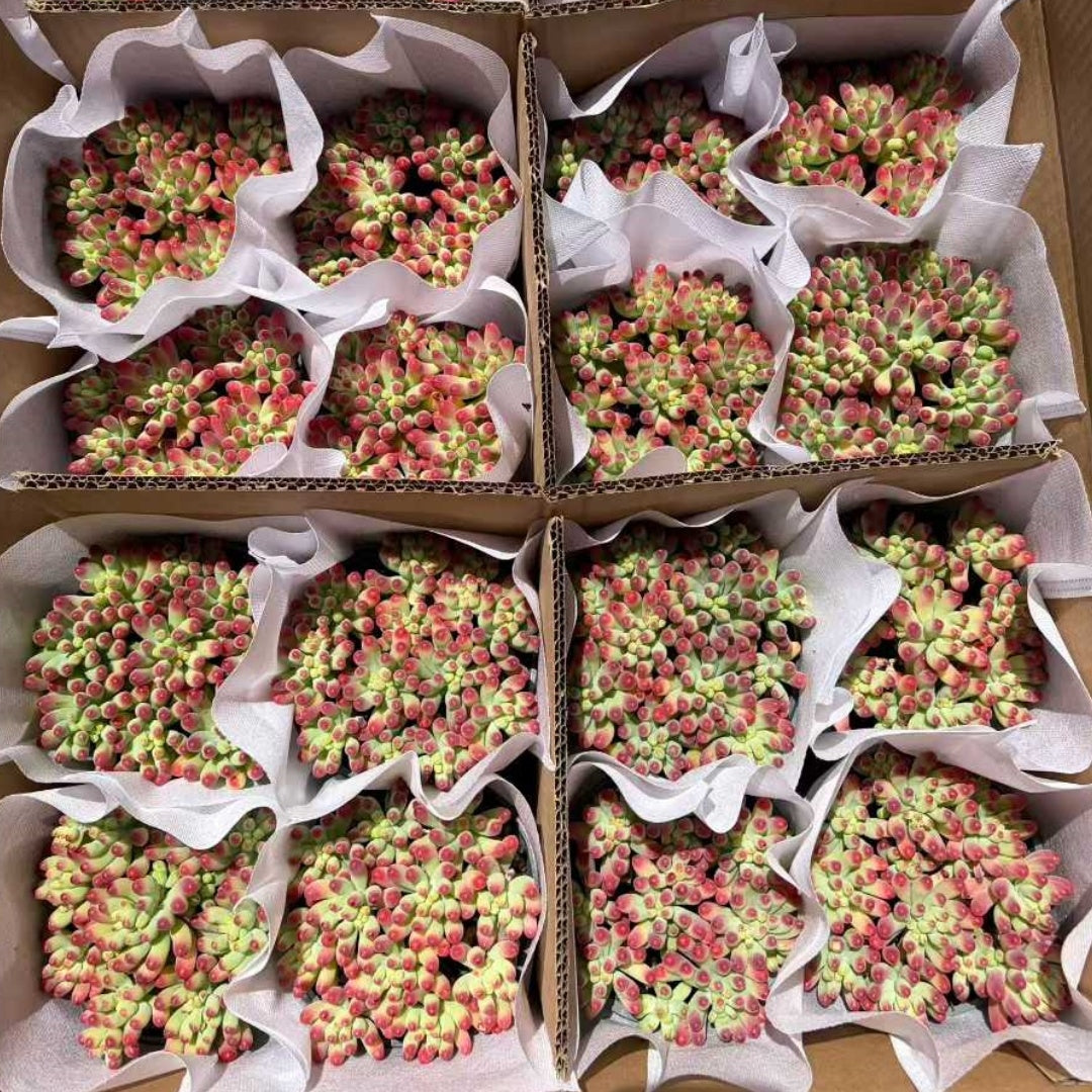 25346 パチフィラム