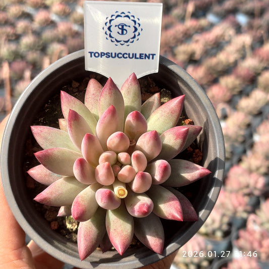 22155 チェリーズ