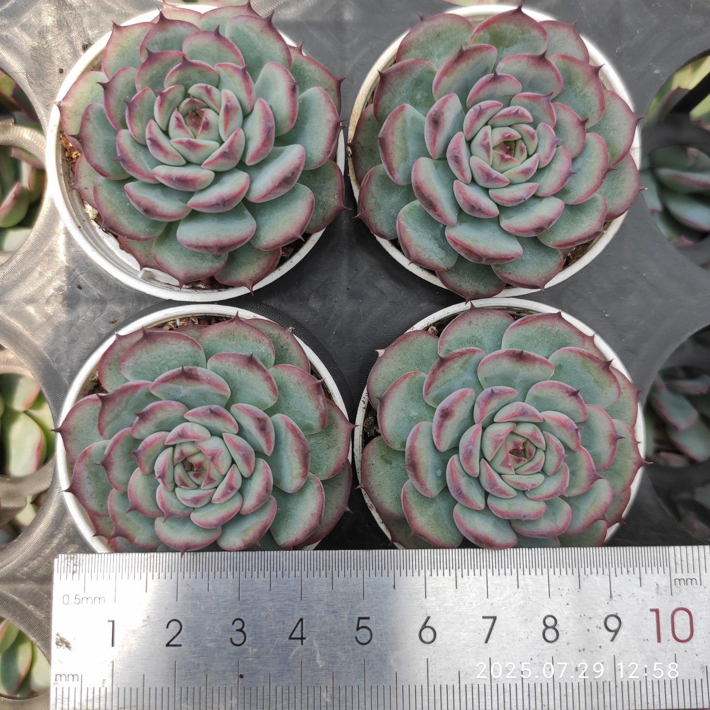 ZZA103 マルセル（5.5cm pot）