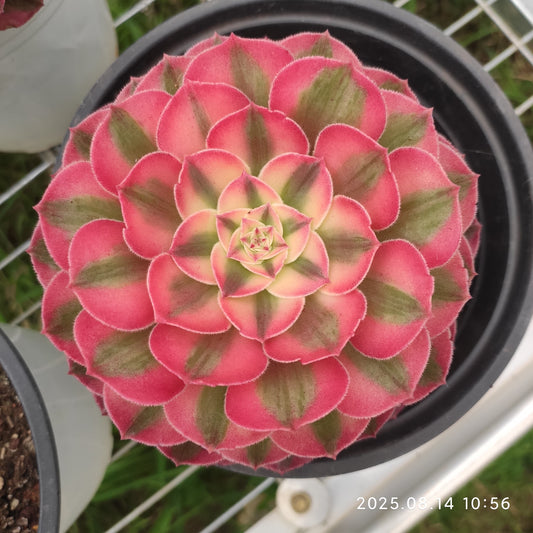 YS268 アエオニウム ライチー（17cm pot）