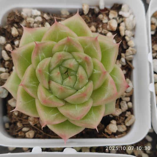 XQ1438 マルギャンHyb（7cm pot）