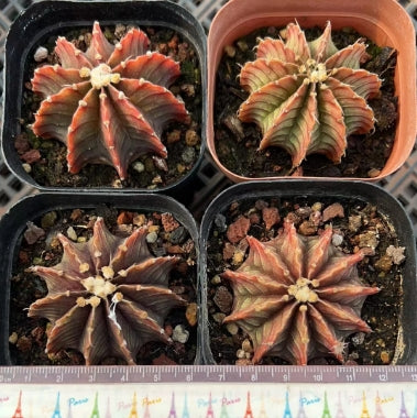 CS170 ステノプレウラム（7cm pot）