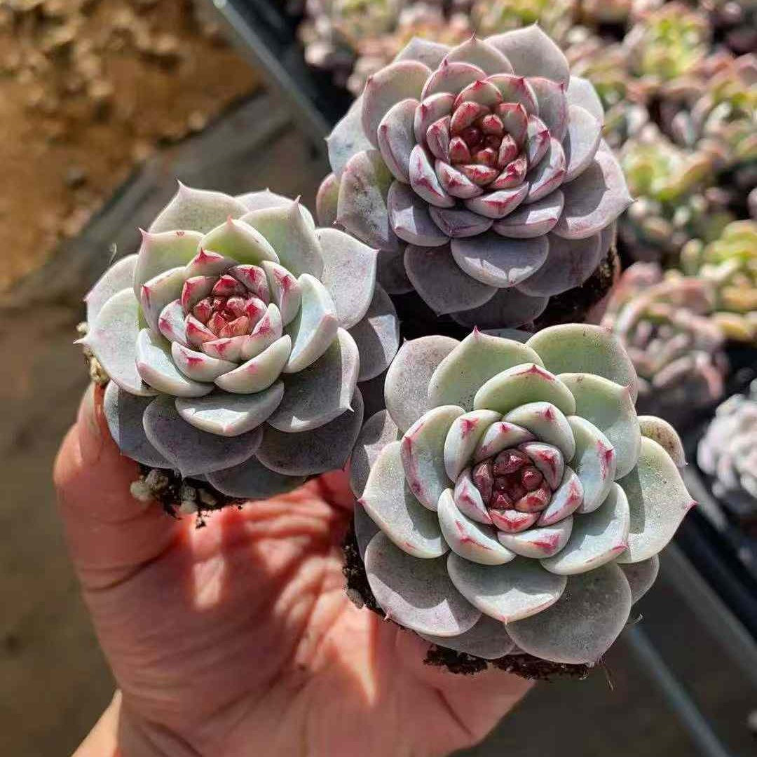 23590 レッドベルベット（3cm pot）