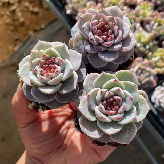 23590 レッドベルベット（3cm pot）
