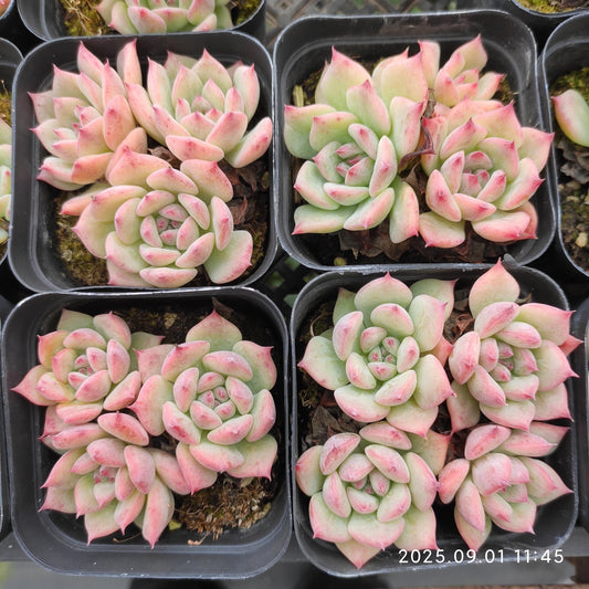 QN756 エケマリア（6.5cm pot）